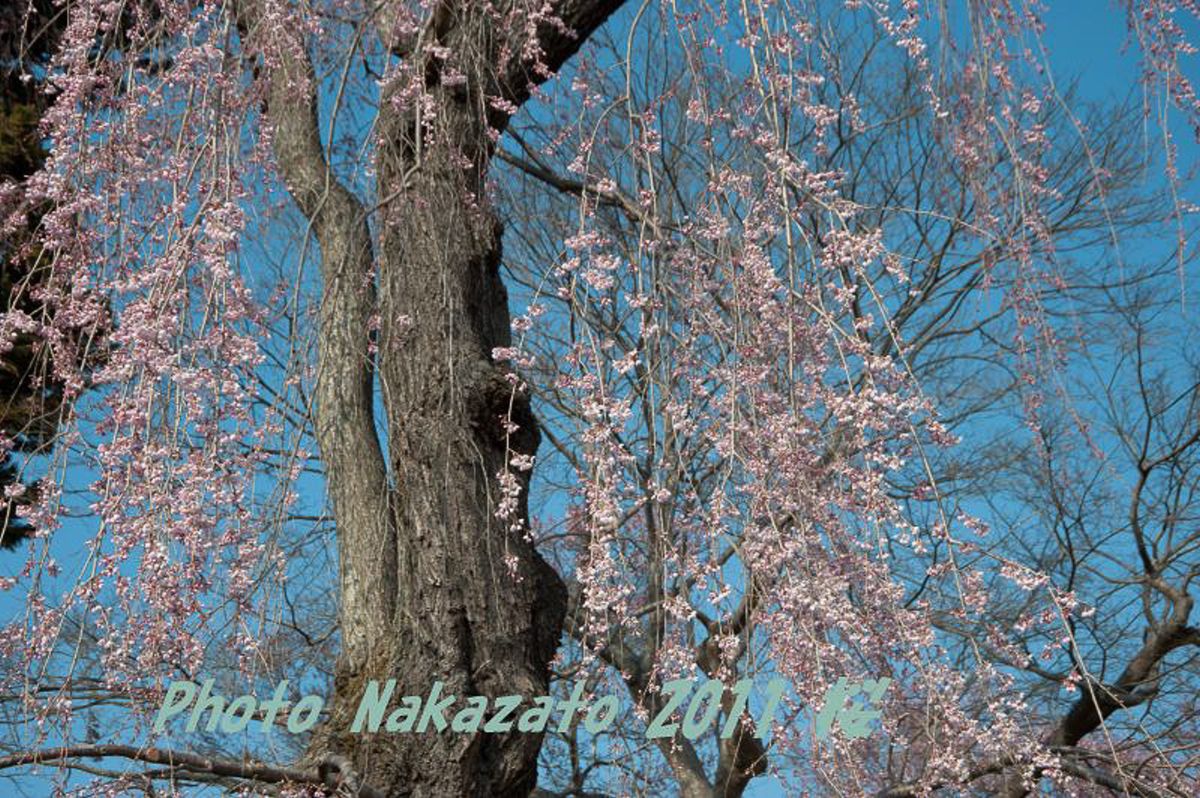 高遠の桜